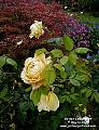 rose with companion planting