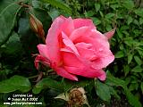 medium pink rose