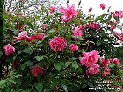 old tea rose picture