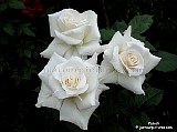 white rose Pascali