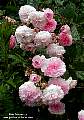 old pink rose