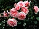 roses with companion plants