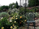 roses-gazebo-chair
