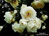 white rose climbing