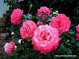 medium pink rose
