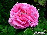  damask rose