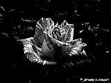  Black and white rose