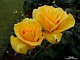  Yellow roses background