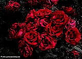  Red Roses wallpaper