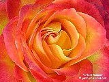  bright orange blend roses background