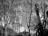 New York City, Midtown, Buildings through branches. File# 1944. Photographer: Susan