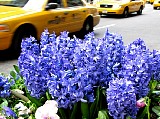 New York City, Blue hyacinths frame yellow taxis.. File# 3016. Photographer: Susan