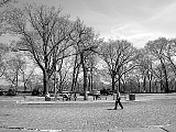 New York City, Trees near the Hudson. File# 1846. Photographer: Susan