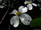 New York City, Floating dogwoods in Central Park. File# 3289. Photographer: Susan