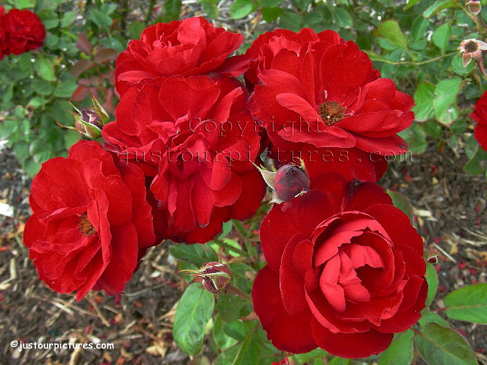Роза флорибунда лили марлен фото и описание