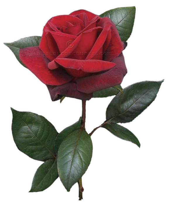 Single Red Rose Png